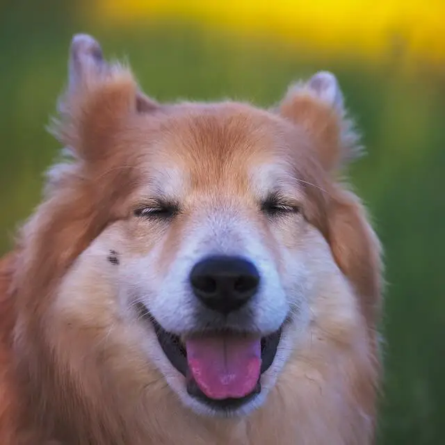 Everything you need to know about the Icelandic Sheepdog