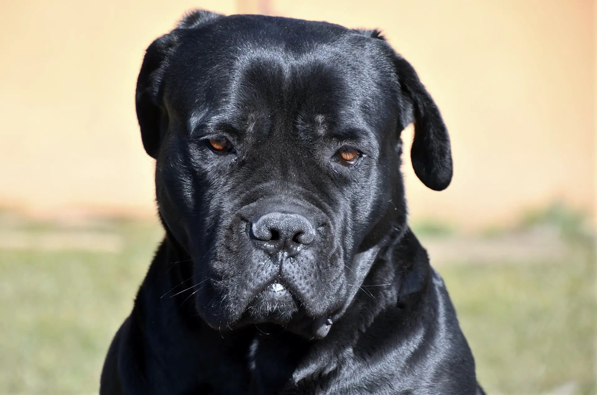 black cane corso dog