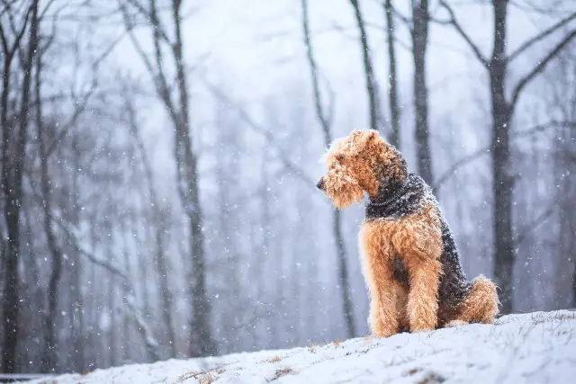 Airedale Terrier on snow