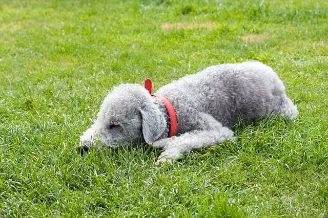 bedlington terrier laying