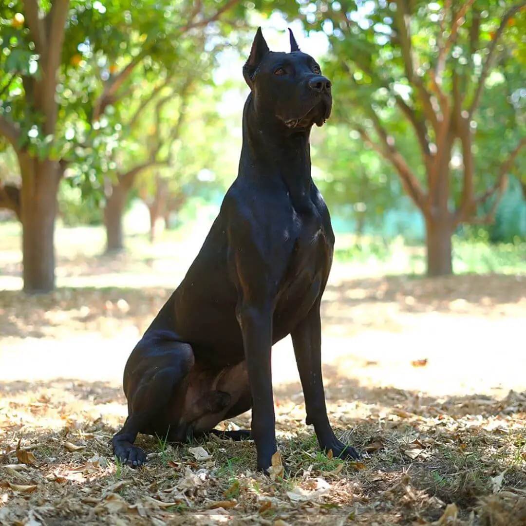 canis panther sitting