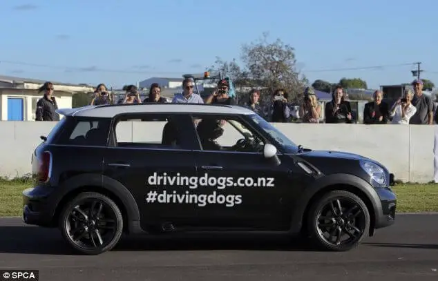 driving dogs new zealand