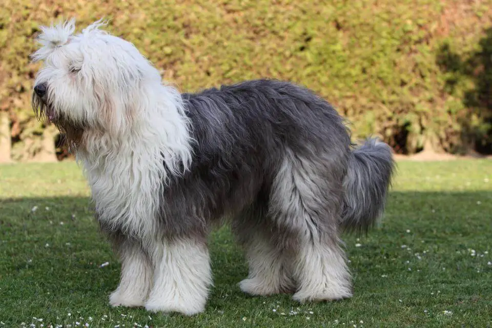 old english sheepdog in stance