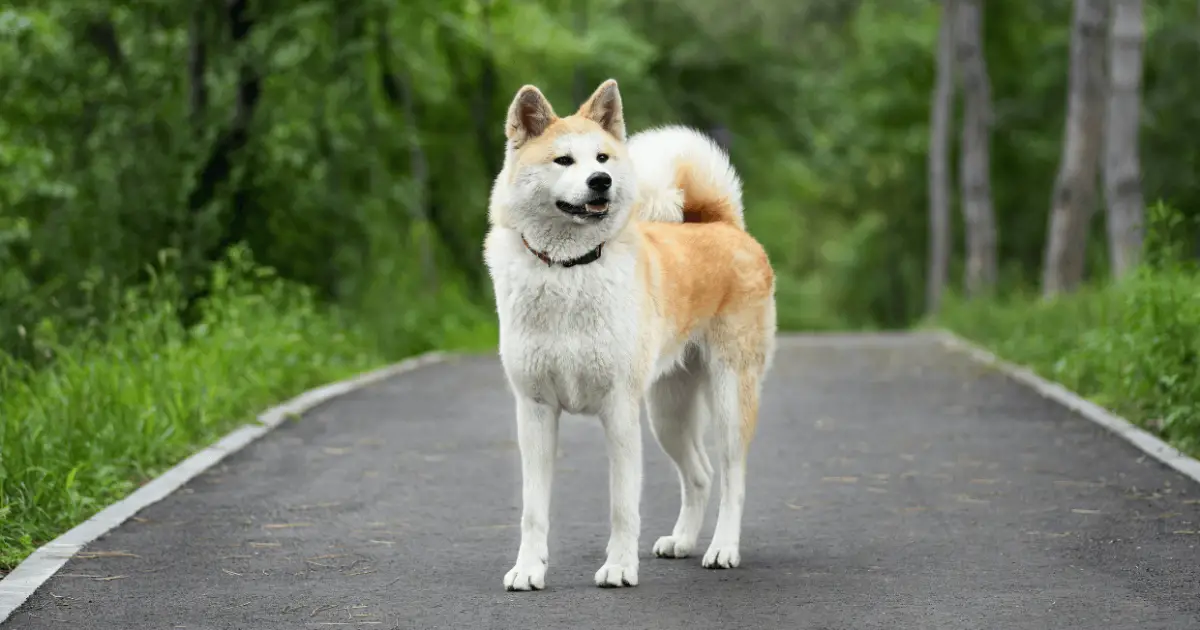 how to properly care for a akita