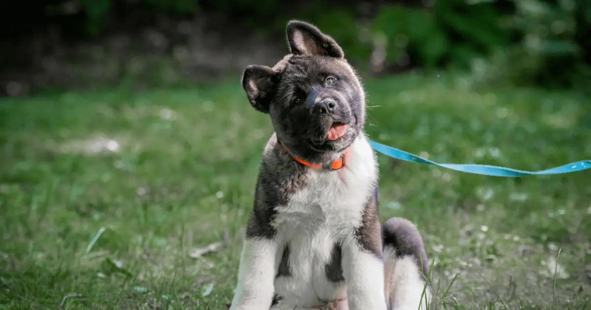 how to properly care for a akita