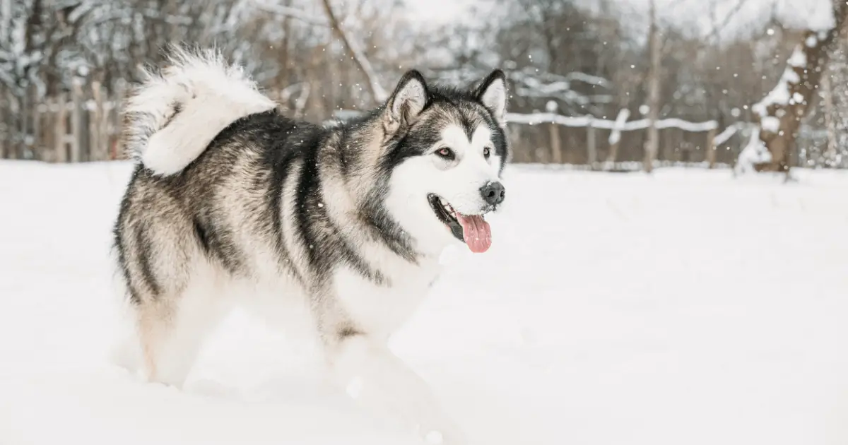 Alaskan Malamute Dog Breed Information