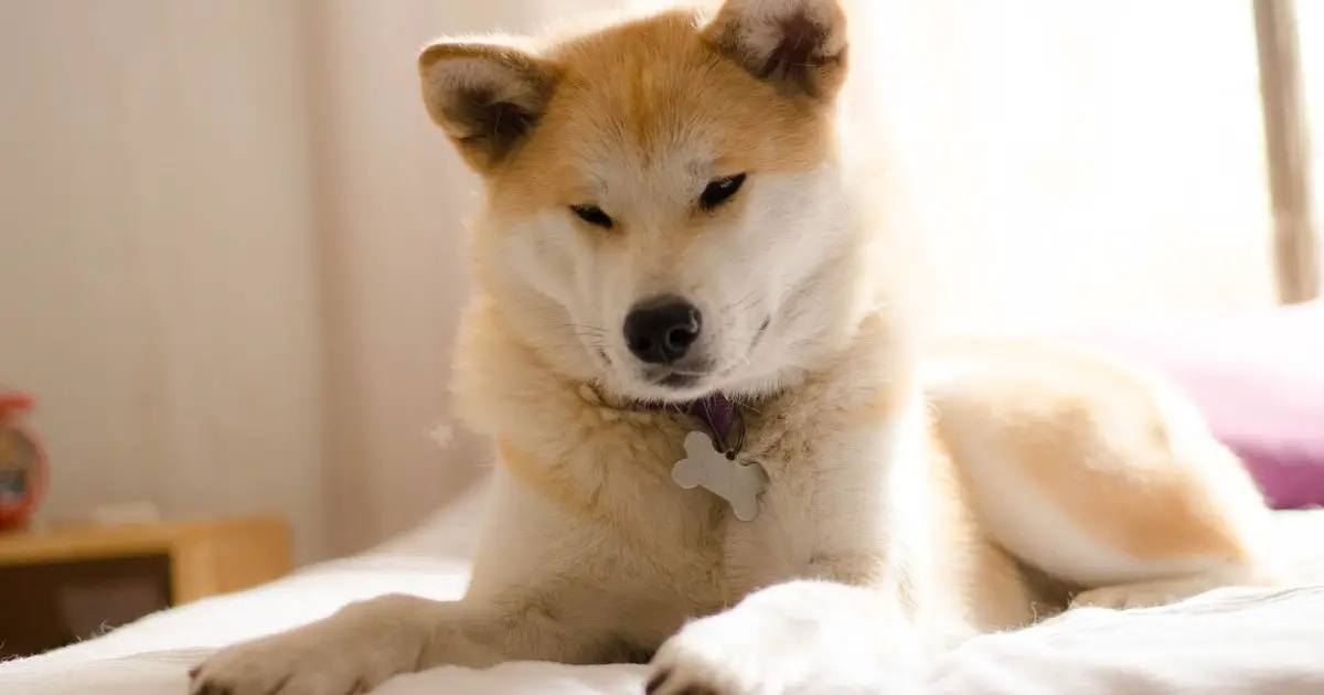Akita Inu what you don't know