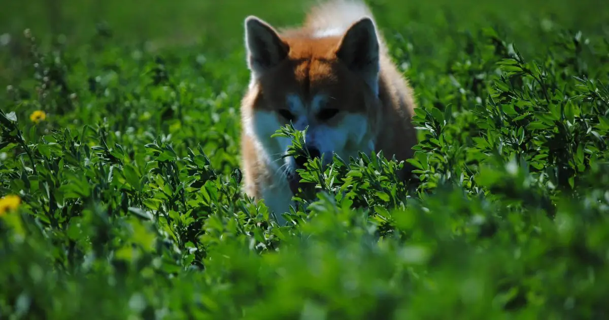 Akita Inu Dog Fights in Japan