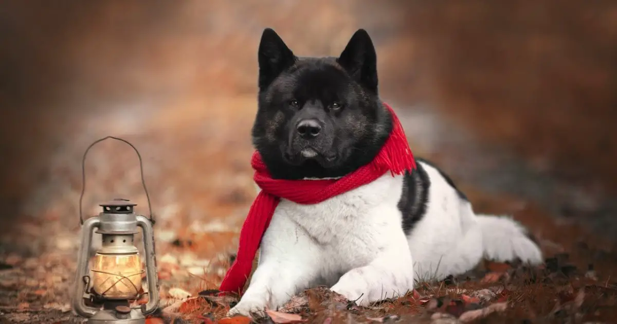 6 American Akita Fun Facts You Probably Didn't Know | World Dog Finder