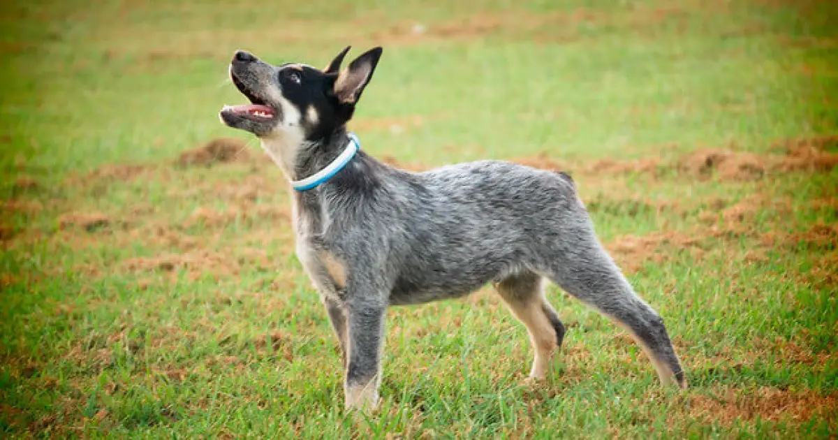 Are Blue Heeler Dogs Good Pets