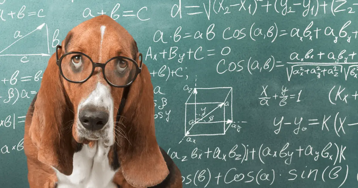 can dogs do math