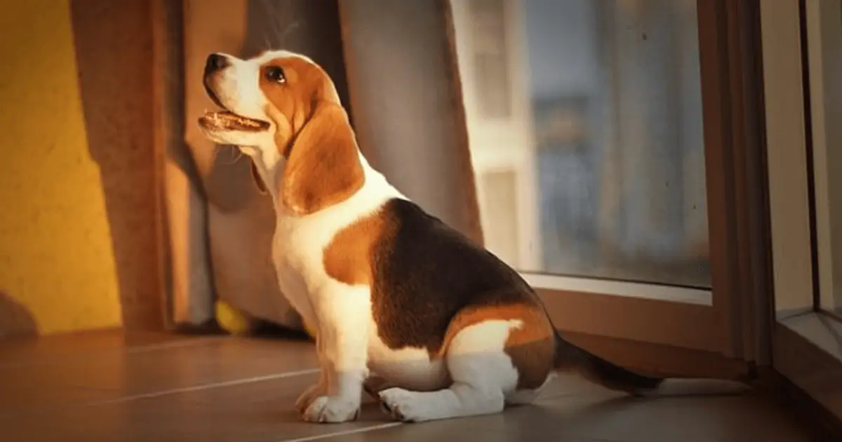 why do beagles have white tipped tails