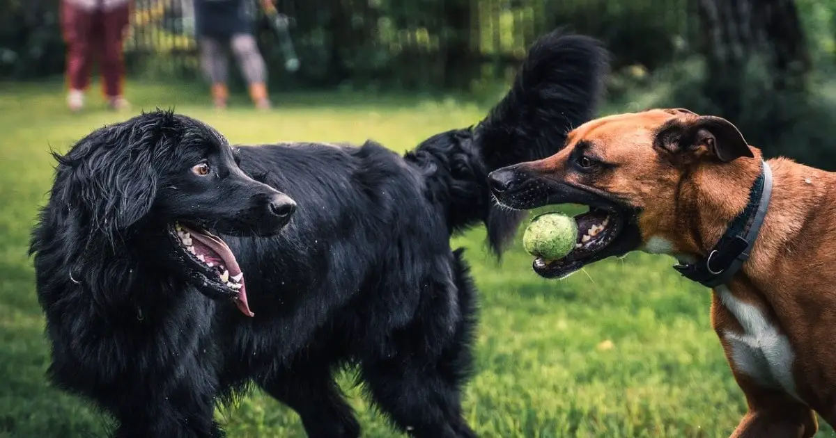 Some dogs. Клык собака Хагрида. Клыки и собаки дружат.