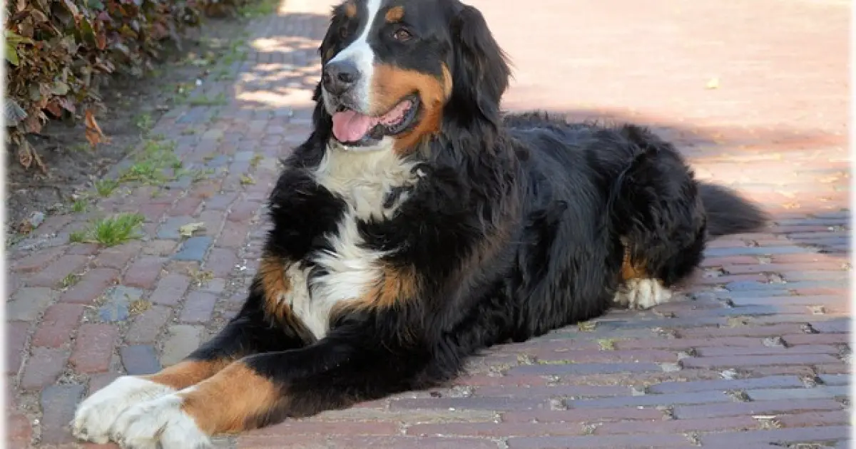 bernese mountain dog puppies for sale kennel club