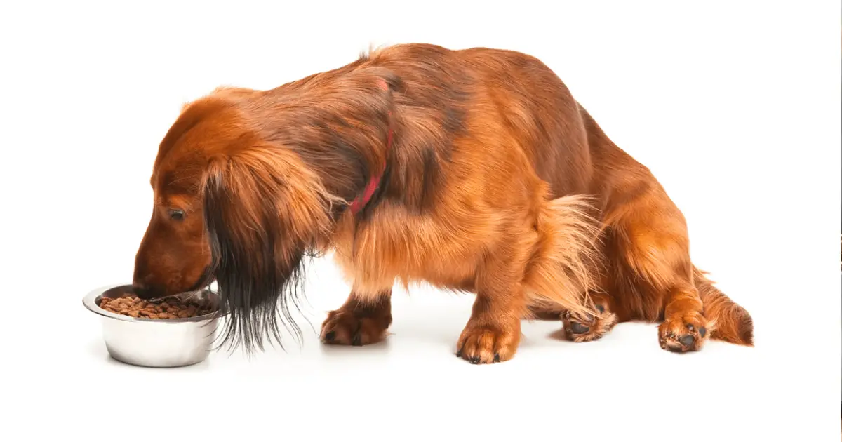 The 5 Best Dog Food for Dachshund According to Experts World Dog Finder