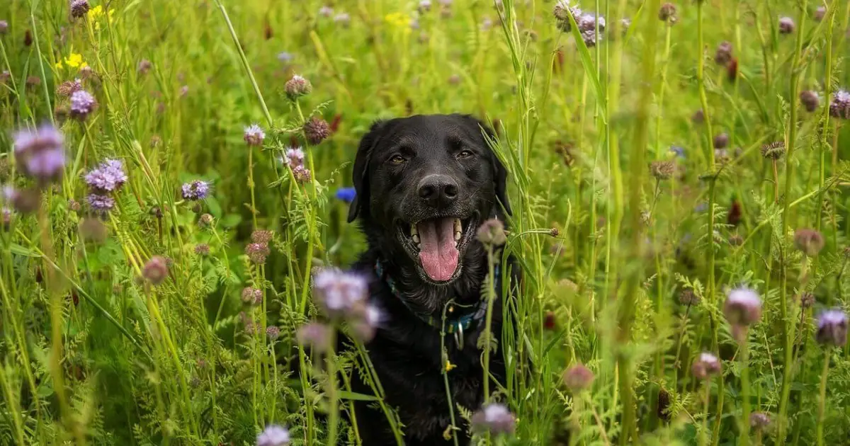 Black Lab 10 Fun Facts