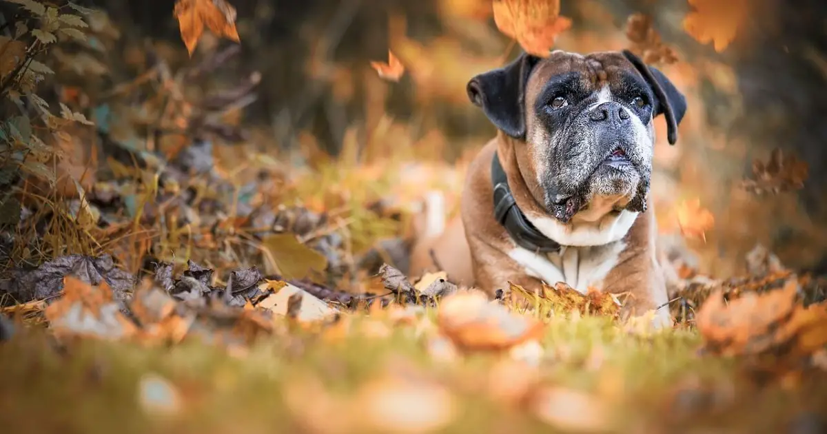 whats a good dog food for boxers