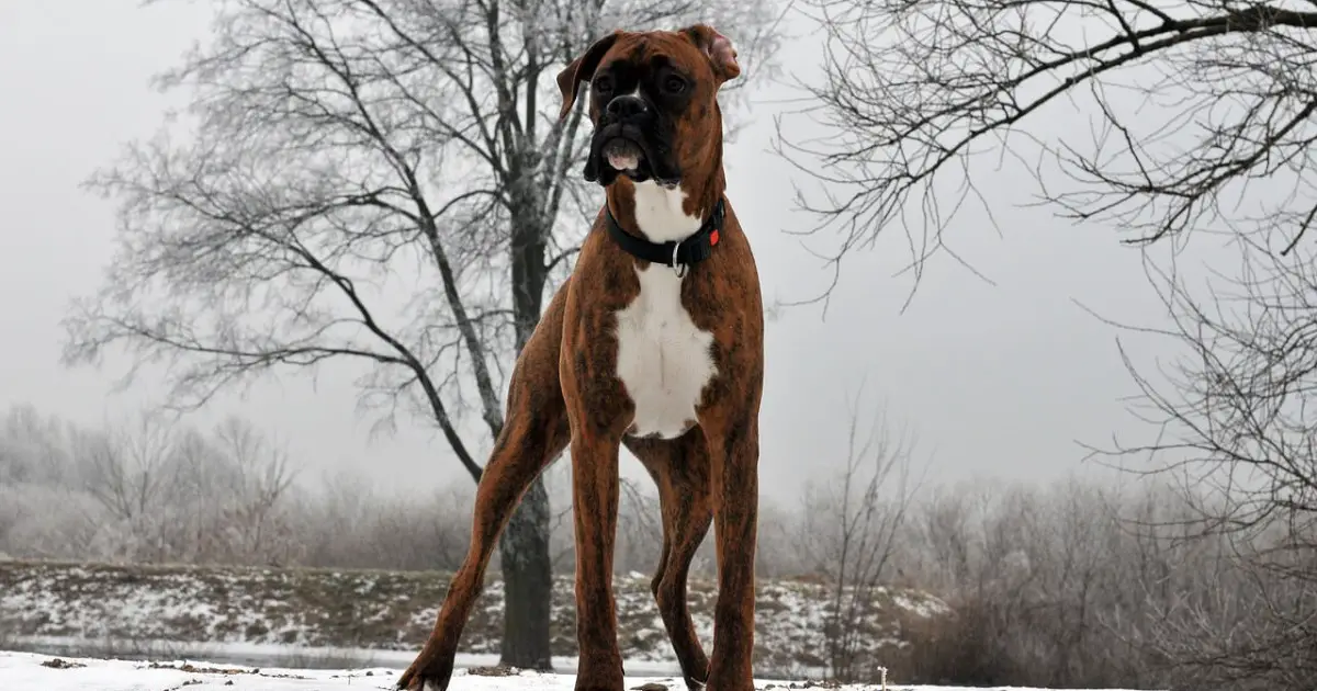 Best Boxer Rescue Organizations in the US