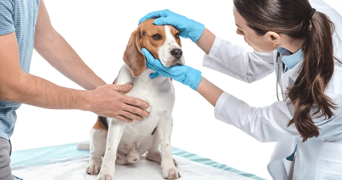 Brain Tumor in Dogs Types, Treatment & Prognosis World Dog Finder