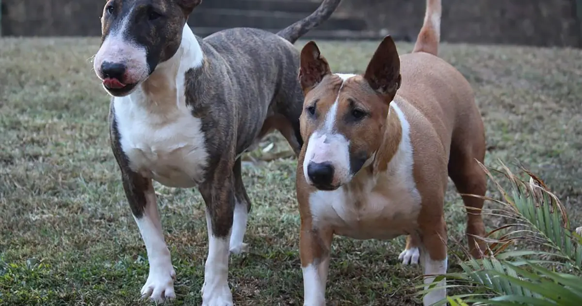 Is English Bull Terrier A Dangerous Dog Bleumoonproductions