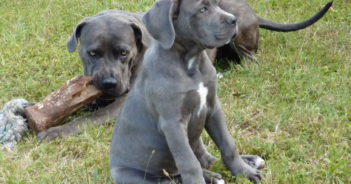 cane corso hunting lions