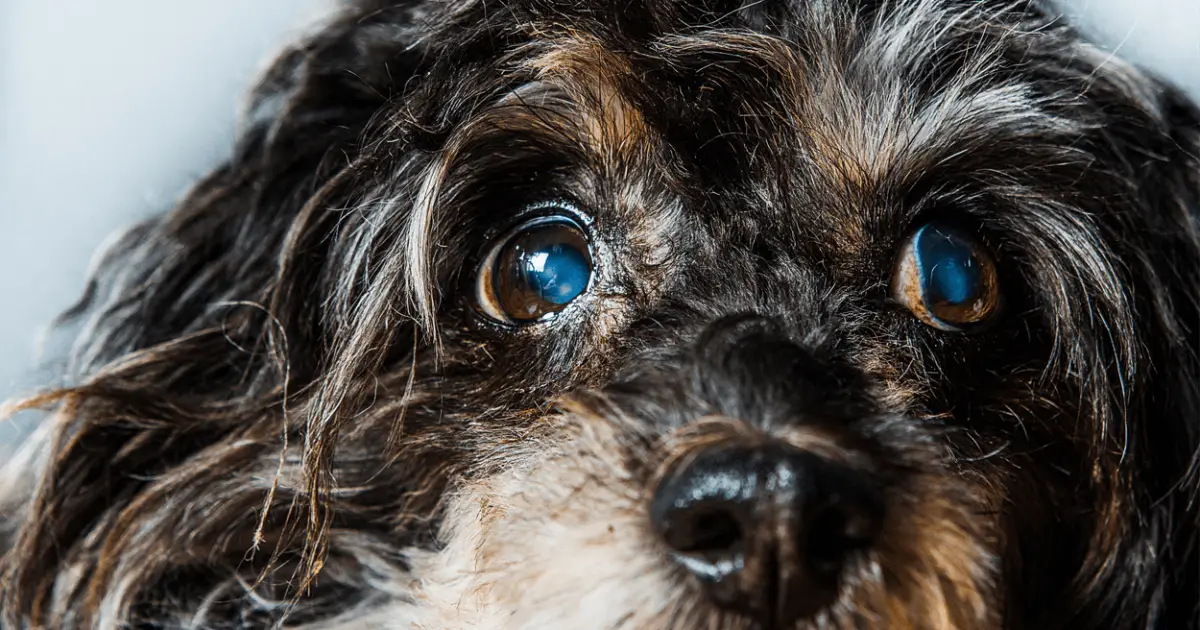 sign of cataracts in dogs