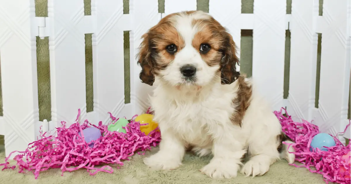 do cavachon puppies shed