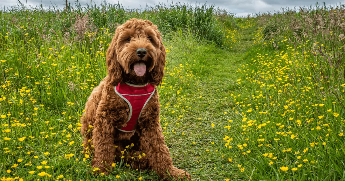 Cockapoo Dog Breed Information & Characteristics World Dog Finder