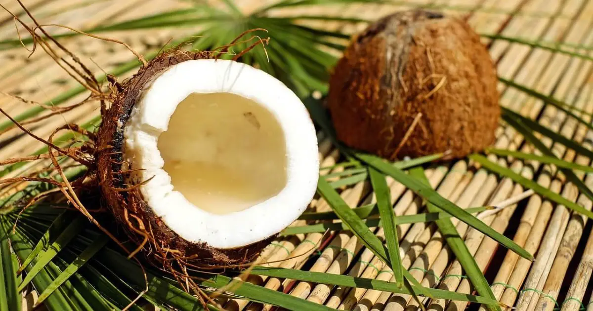 are coconut husks bad for dogs