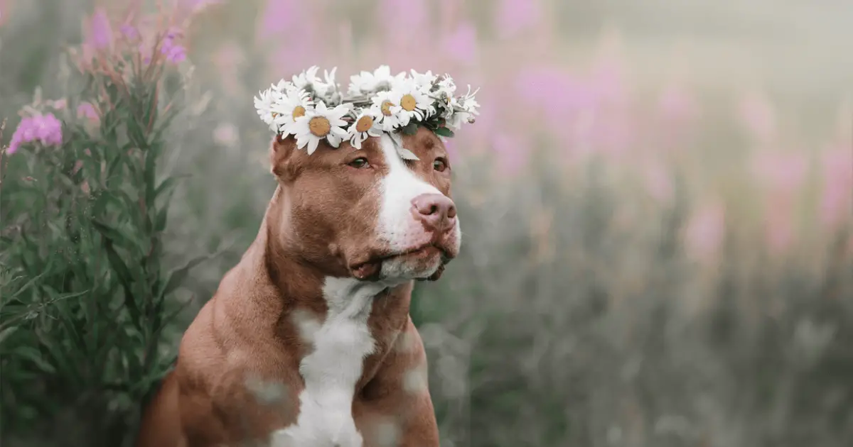 su pit bullovi dobri kućni psi