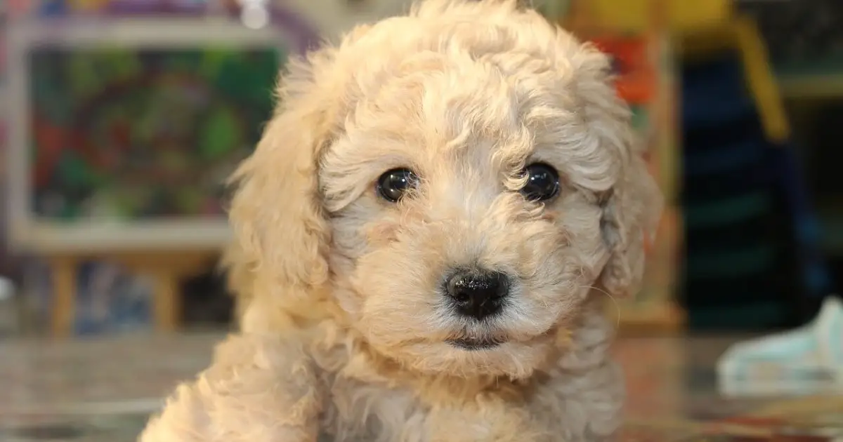 The 10 LowShedding Dog Breeds