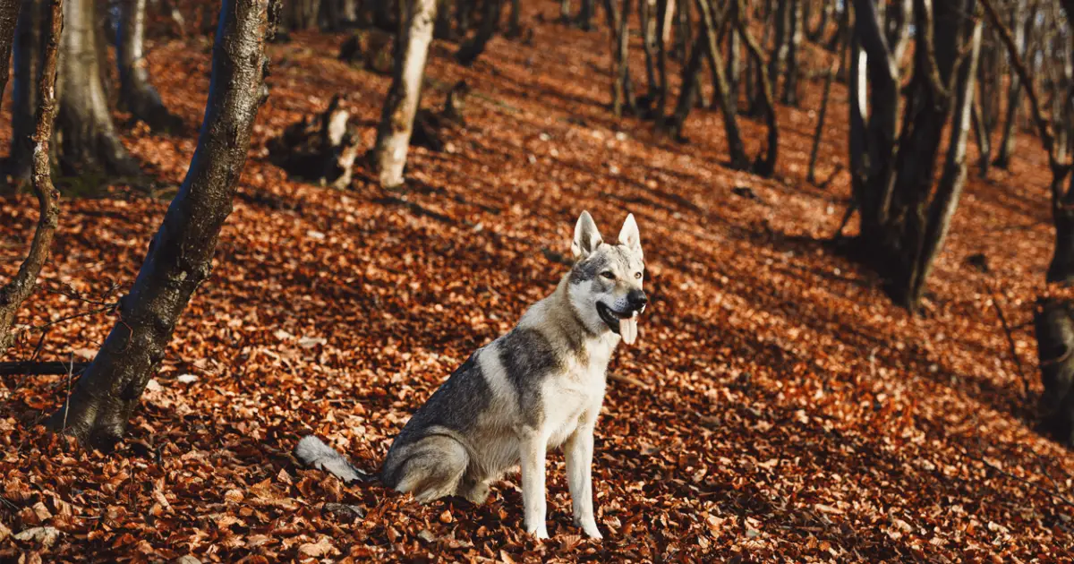 are czechoslovakian wolfdogs intelligent dogs