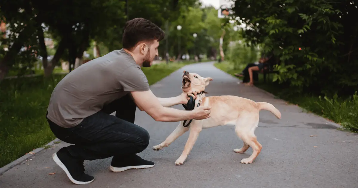 5 Reasons Why Dogs Bark At People & How To Stop This Behavior World