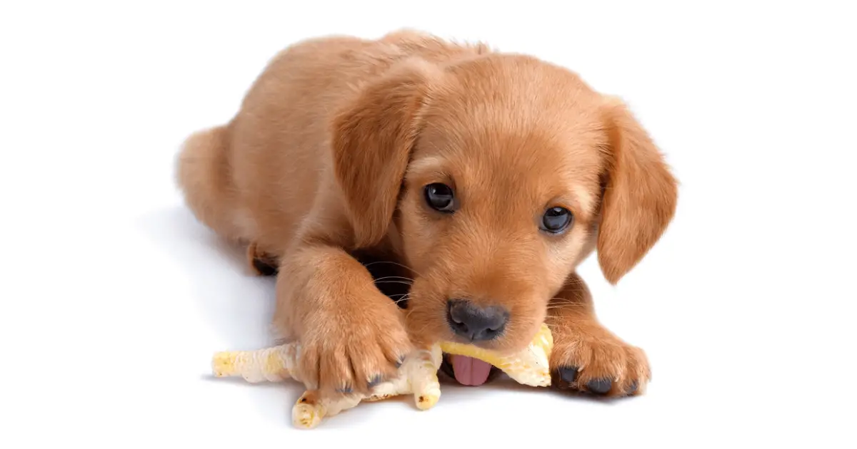 Chicken Feet For Dogs Are They Good & Should You Dog Eat It? World