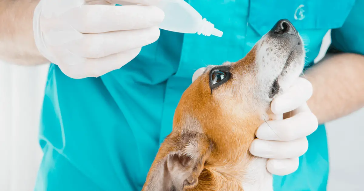 how do you treat conjunctivitis in puppies