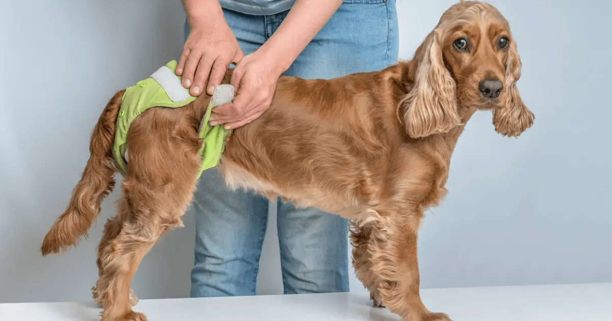 how-long-can-a-dog-wear-a-diaper-is-it-really-safe-pawsgeek