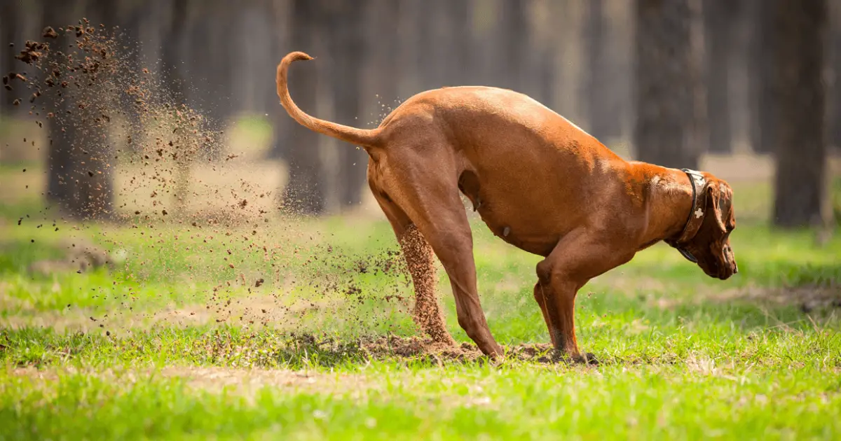 7 Main Reasons Why Dogs Like To Dig 