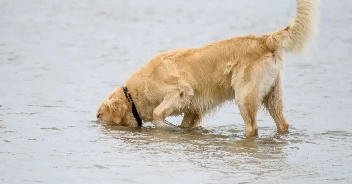 why-won-t-my-dog-drink-water-johnny-holland