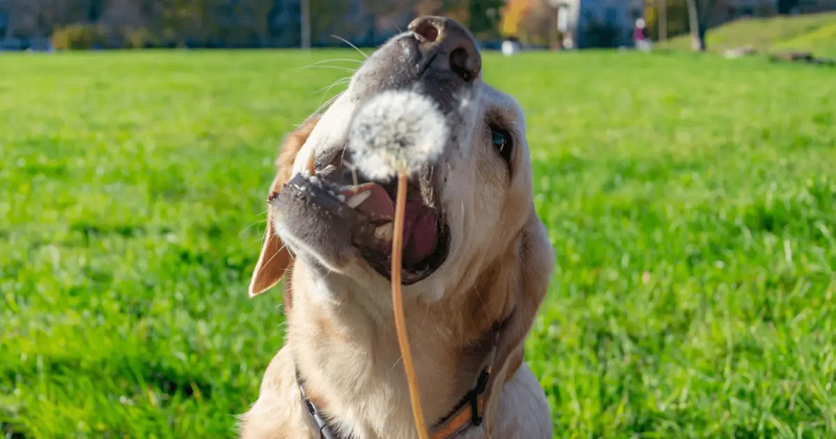 will eating dandelions hurt my dog