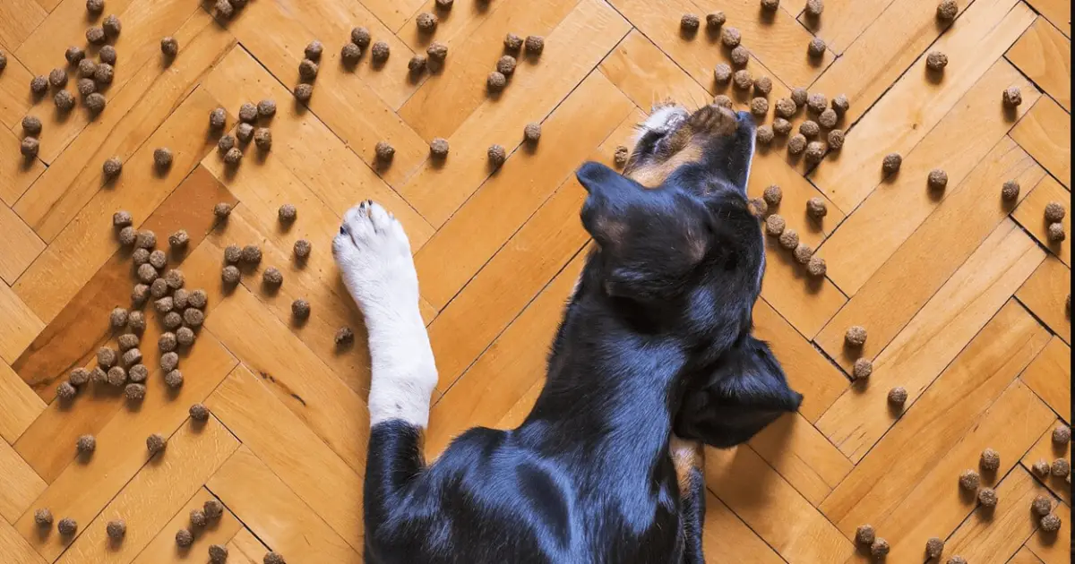 11 Best Dog Foods 2023