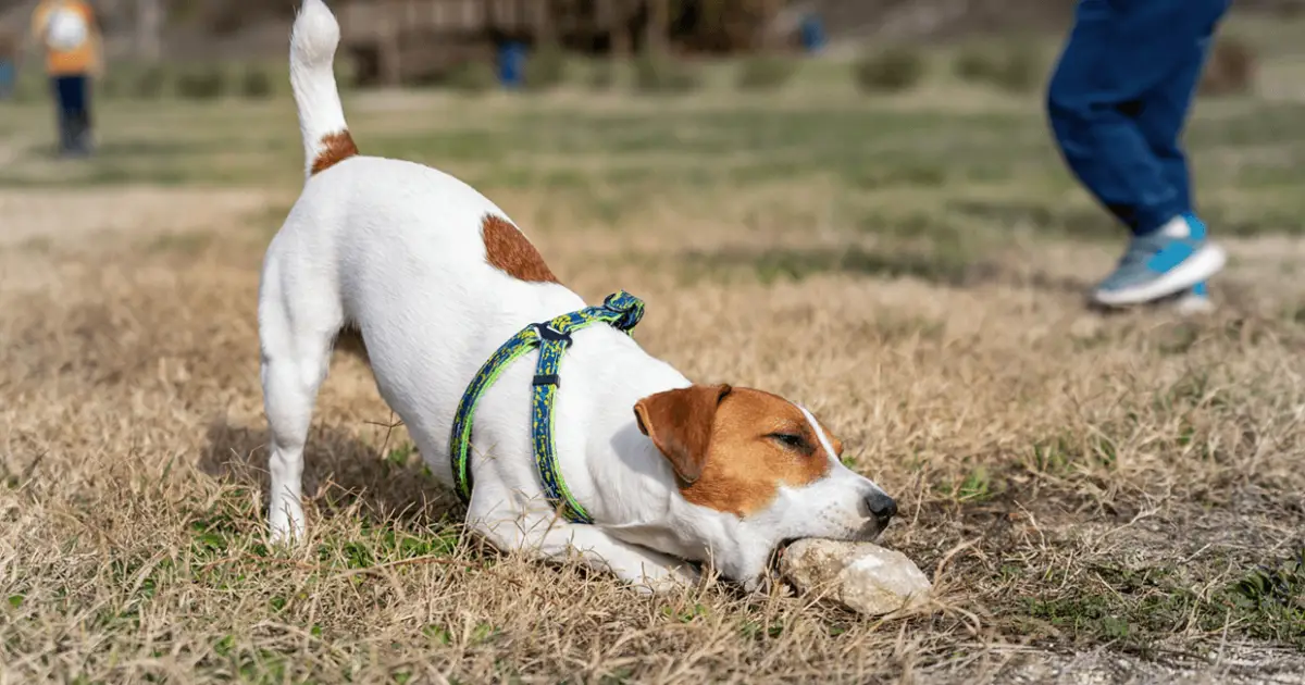 what happens if a dog eats a rock