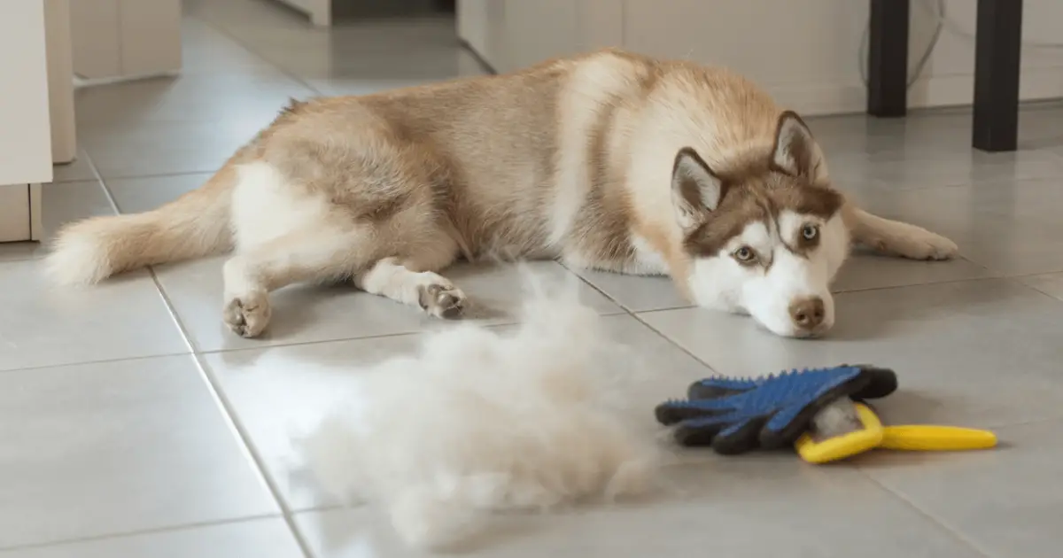 Вычесанный хаски. Сибирский хаски шерсть. Крашеная шерсть хаски. Шерсть хаски. Линька у хаски.