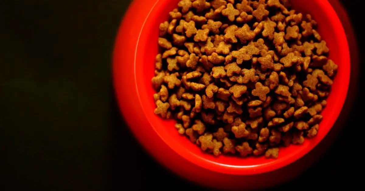 Top 3 Best & Cheap Dog Food