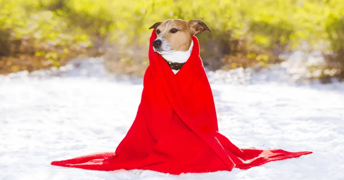 do-you-know-how-cold-is-too-cold-for-dogs-world-dog-finder