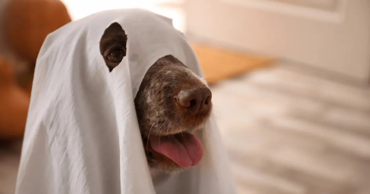 what-the-science-says-are-dogs-able-to-see-ghosts