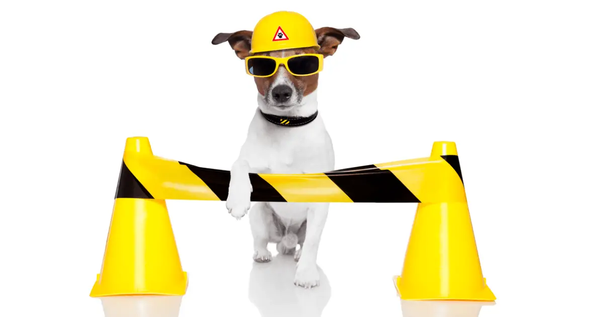 How to Pick the Best Dog Helmet? World Dog Finder