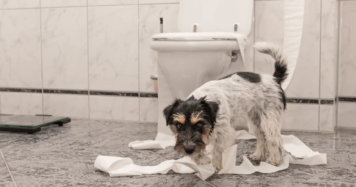11 Possible Reason Why Do Dogs Follow You To The Bathroom World Dog Finder