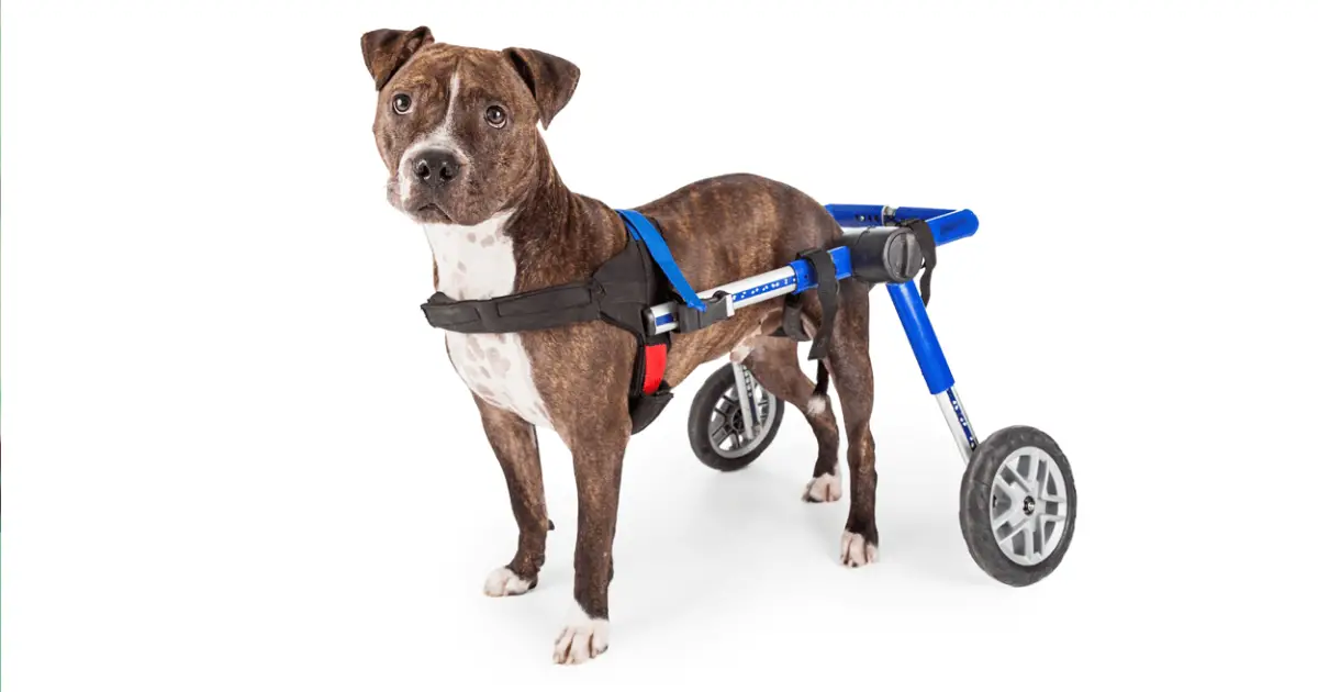 how do dogs in wheelchairs use the bathroom