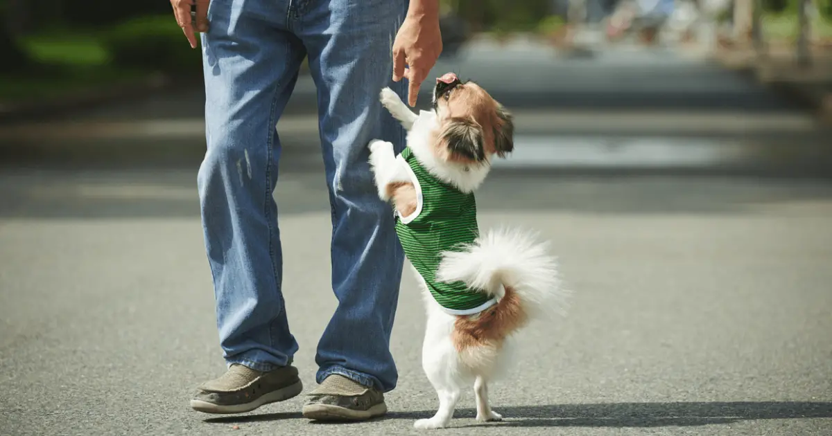 5 Easy Steps To Teach Your Dog to Stop Jumping on People World Dog Finder