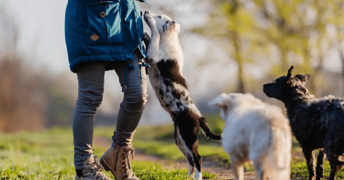 4 Most Common Reasons Why Dogs Jump On You World Dog Finder